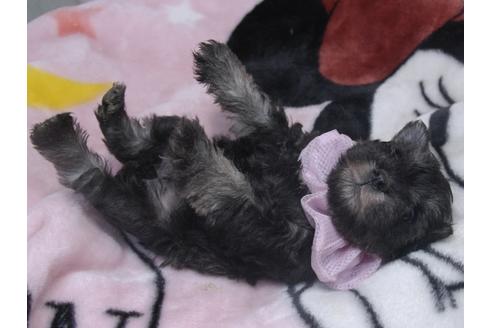 成約済の埼玉県のミニチュアシュナウザー-85479の4枚目