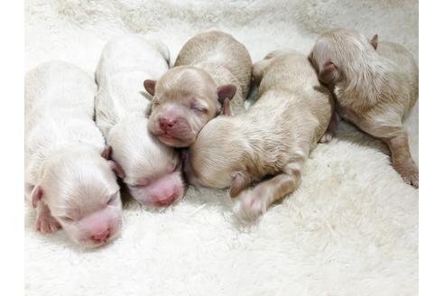 成約済の秋田県のミックス犬-86091の9枚目