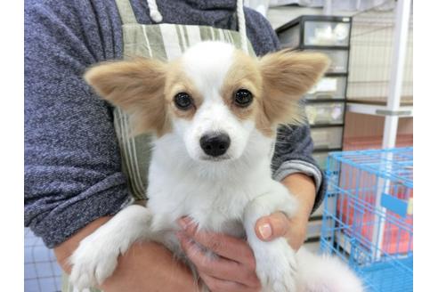 成約済の千葉県のパピヨン-83722の3枚目