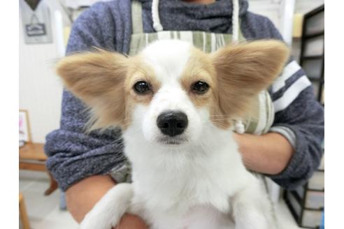 成約済の千葉県のパピヨン-83722の2枚目