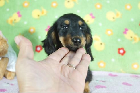 成約済の兵庫県のミニチュアダックスフンド(ロングヘアード)-83982の2枚目