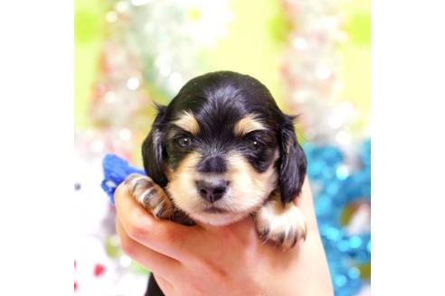 成約済の大分県のカニンヘンダックスフンド(ロングヘアード)-85671の4枚目