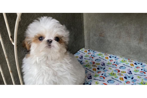 成約済の山梨県のミックス犬-84093の4枚目