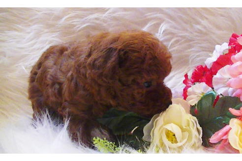 成約済の福岡県のタイニープードル-84995の12枚目