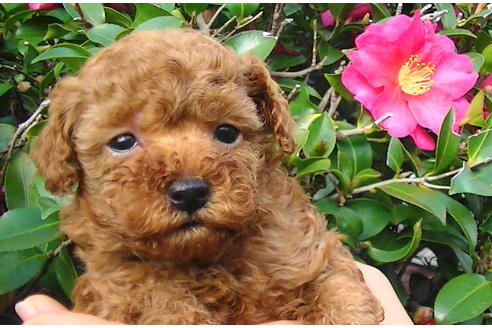 成約済の福岡県のティーカッププードル-84996の16枚目