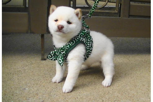 成約済の福岡県の豆柴-86190