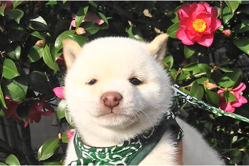 成約済の福岡県の豆柴-86190の3枚目