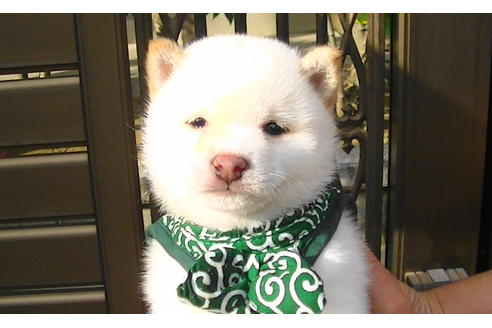 成約済の福岡県の豆柴-86190の2枚目