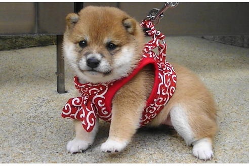 成約済の福岡県の豆柴-86191の1枚目