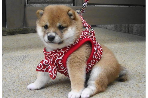 成約済の福岡県の豆柴-86191の4枚目