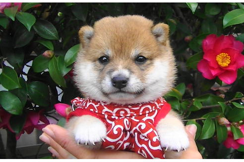 成約済の福岡県の豆柴-86191の3枚目