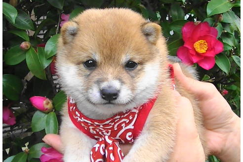 成約済の福岡県の豆柴-86191の2枚目