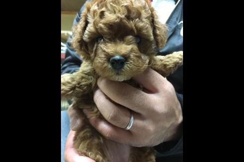 成約済の静岡県のトイプードル-85537