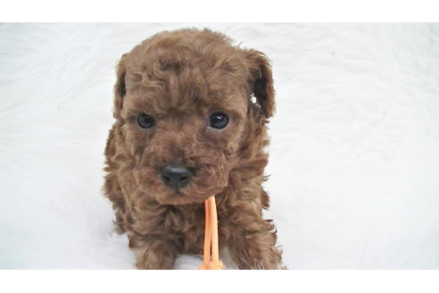 成約済の福岡県のタイニープードル-84995の11枚目