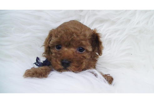 成約済の福岡県のティーカッププードル-84996の15枚目