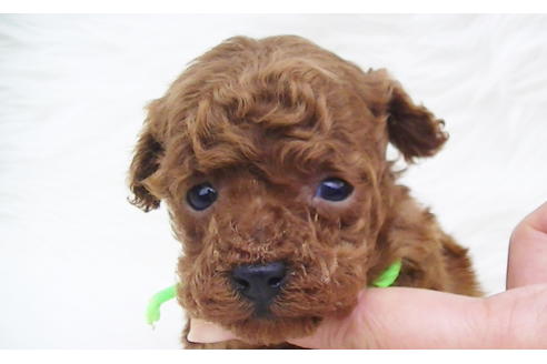 成約済の福岡県のティーカッププードル-84999の9枚目