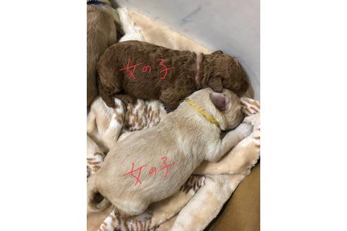 成約済の埼玉県のミックス犬-86077の6枚目