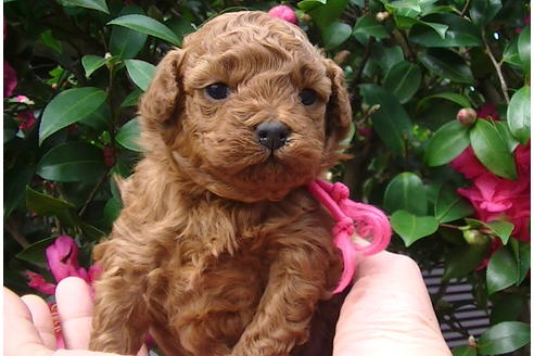 成約済の福岡県のタイニープードル-85475の10枚目