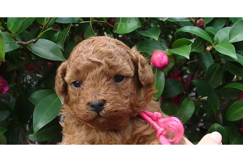 成約済の福岡県のタイニープードル-85475の9枚目