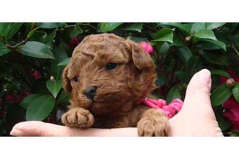 成約済の福岡県のタイニープードル-85475の1枚目