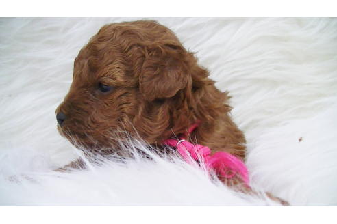 成約済の福岡県のタイニープードル-85475の8枚目