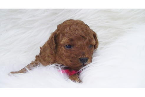 成約済の福岡県のタイニープードル-85475の7枚目