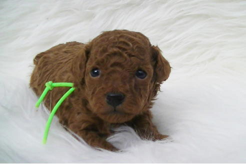 成約済の福岡県のタイニープードル-85482の9枚目