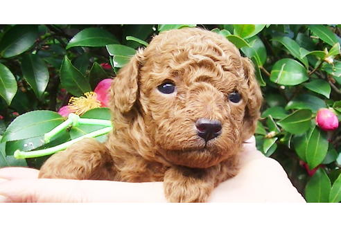 成約済の福岡県のタイニープードル-85482の8枚目