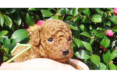 成約済の福岡県のタイニープードル-85482の7枚目