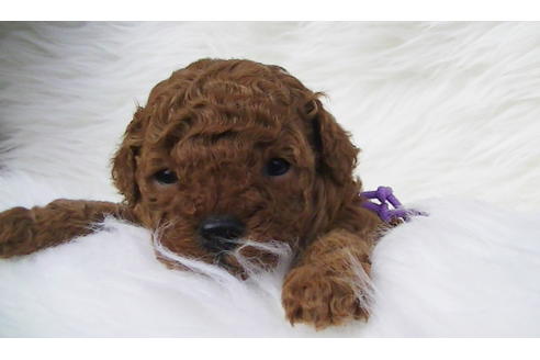 成約済の福岡県のタイニープードル-85481の8枚目