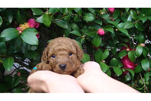 成約済の福岡県のタイニープードル-85484の5枚目