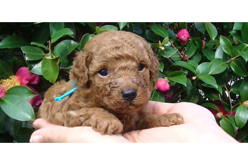 成約済の福岡県のタイニープードル-85484