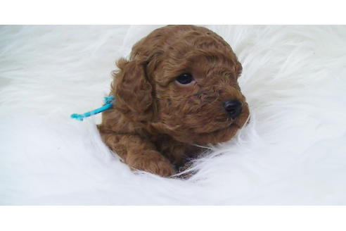 成約済の福岡県のタイニープードル-85484の4枚目