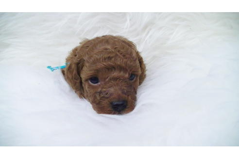 成約済の福岡県のタイニープードル-85484の3枚目