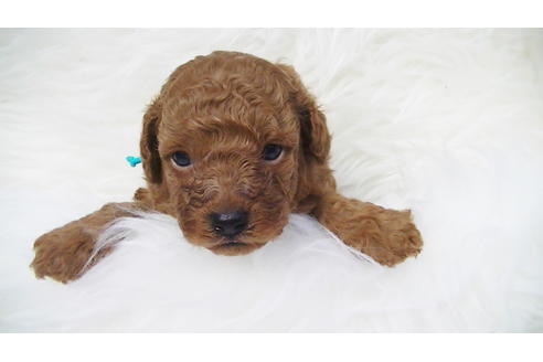 成約済の福岡県のタイニープードル-85484の2枚目