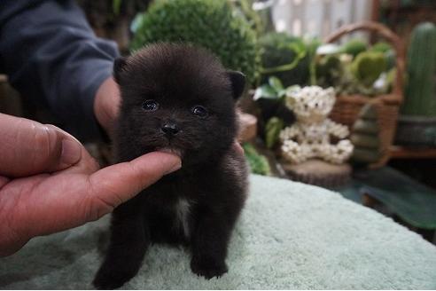 成約済の京都府のポメラニアン-86241の1枚目