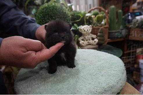 成約済の京都府のポメラニアン-86241の2枚目