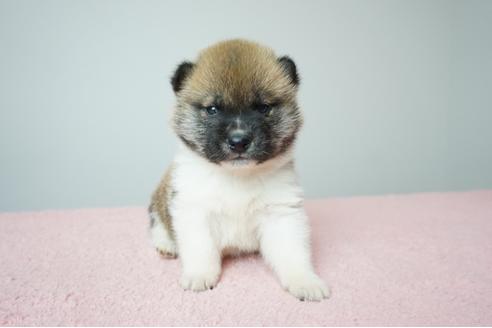 成約済の奈良県の柴犬-86269