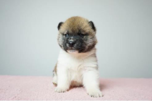 成約済の奈良県の柴犬-86269の5枚目