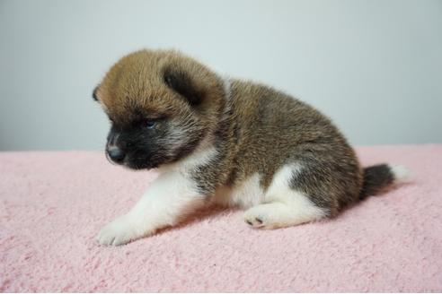 成約済の奈良県の柴犬-86269の4枚目