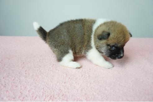 成約済の奈良県の柴犬-86269の3枚目
