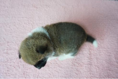 成約済の奈良県の柴犬-86269の2枚目