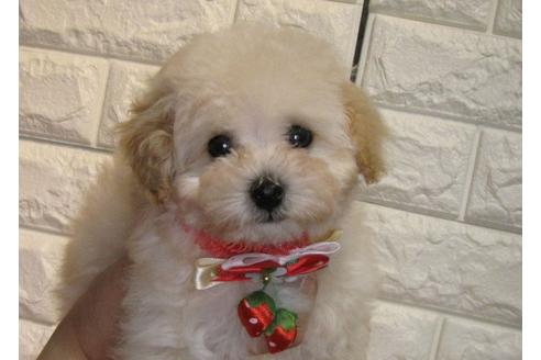 成約済の茨城県のトイプードル-86270の1枚目