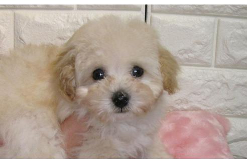 成約済の茨城県のトイプードル-86270の3枚目