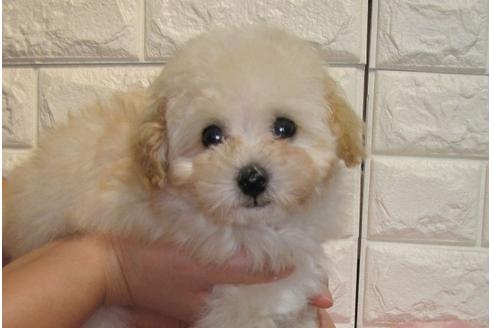 成約済の茨城県のトイプードル-86270の2枚目