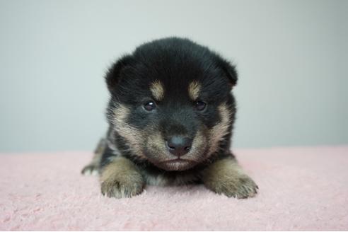 成約済の奈良県の柴犬-86271の1枚目