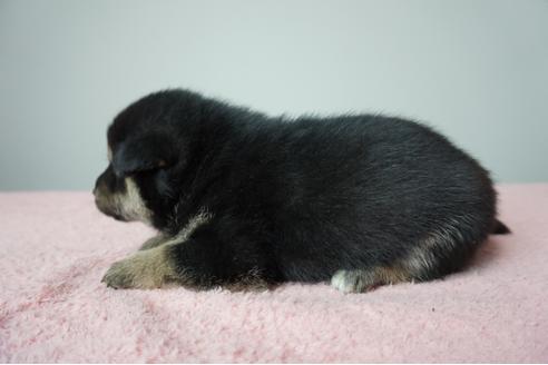 成約済の奈良県の柴犬-86271の4枚目