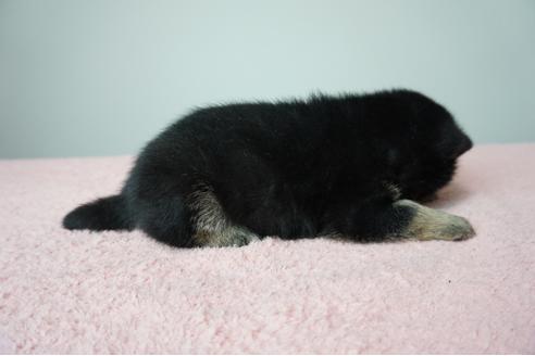 成約済の奈良県の柴犬-86271の3枚目