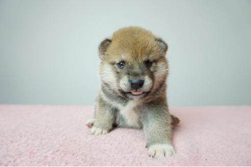 成約済の奈良県の柴犬-86272の1枚目