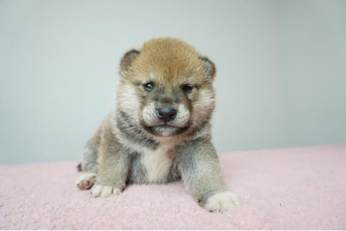 成約済の奈良県の柴犬-86272の5枚目
